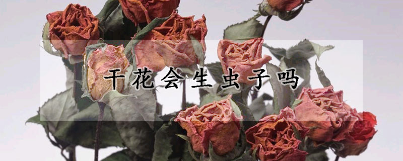 干花會生蟲子嗎