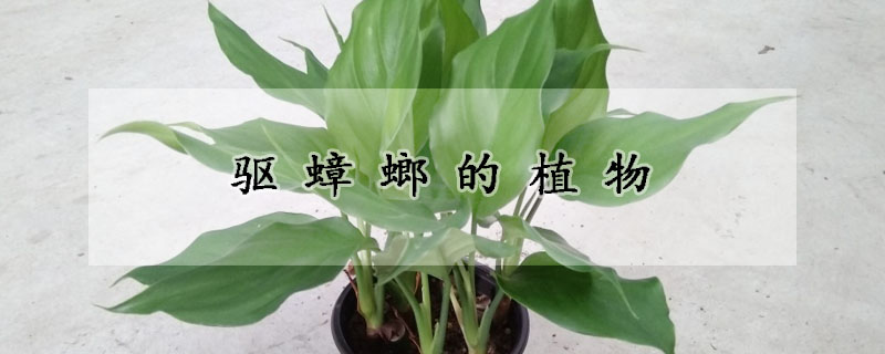 驅蟑螂的植物