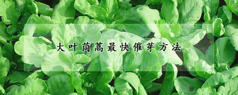 大葉茼蒿最快催芽方法