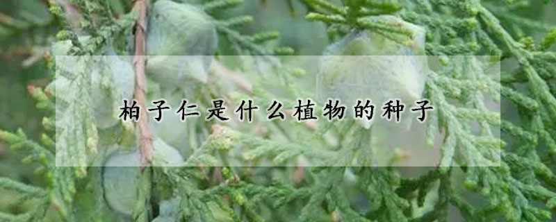 柏子仁是什么植物的種子