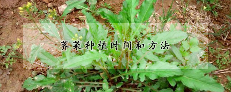 薺菜種植時間和方法