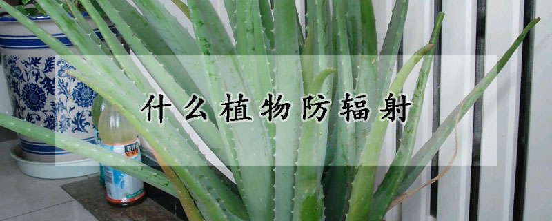 什么植物防輻射