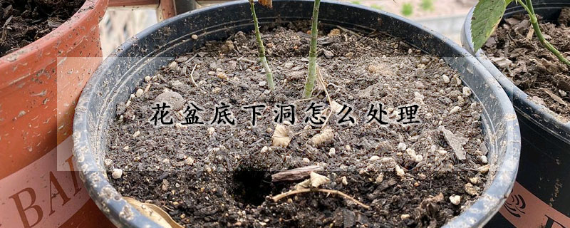 花盆底下洞怎么處理