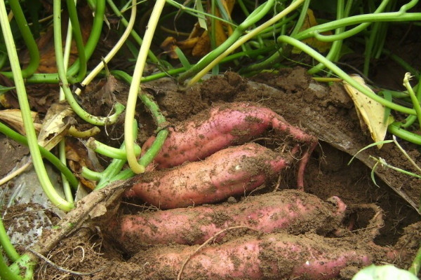 土壤中有哪些動物和植物