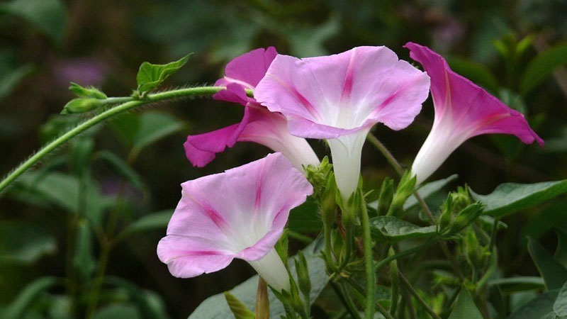 牽牛花的花語和寓意,象征了什么