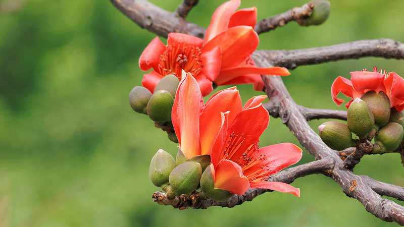 木棉花的花語(yǔ)和寓意,象征了什么