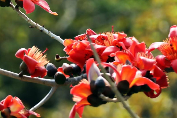 木棉花的花語(yǔ)和寓意,象征了什么