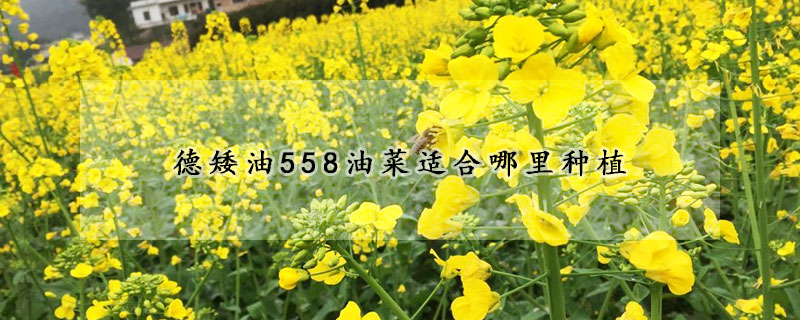 德矮油558油菜適合哪里種植