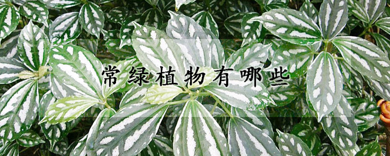 常綠植物有哪些