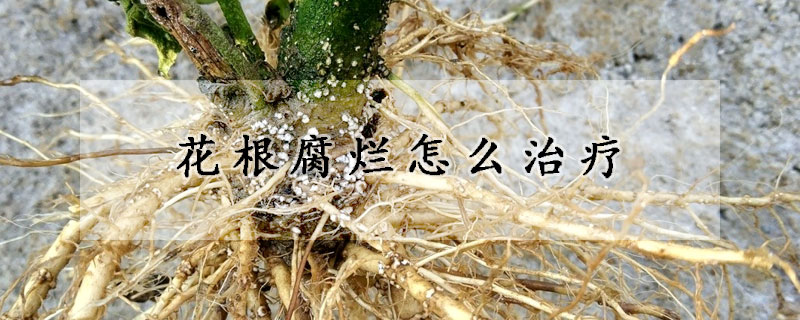 花根腐爛怎么治療