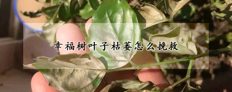 幸福樹葉子枯萎怎么挽救