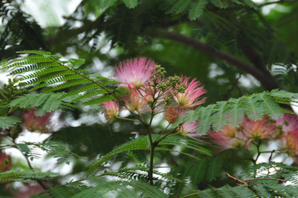 合歡花什么時(shí)候開