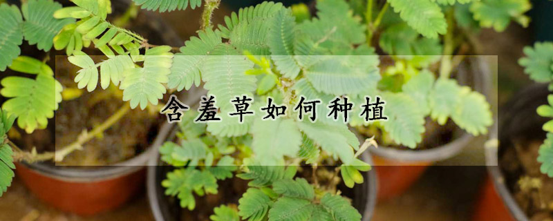 含羞草如何種植