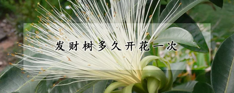 發財樹多久開花一次