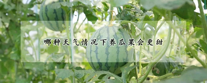 哪種天氣情況下養瓜果會更甜