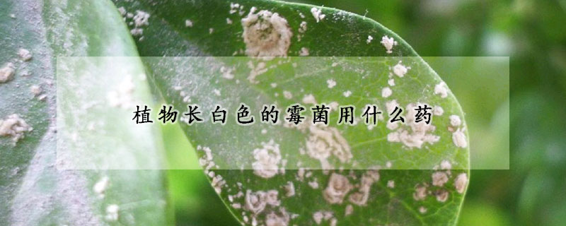 植物長白色的霉菌用什么藥