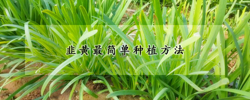 韭黃最簡(jiǎn)單種植方法