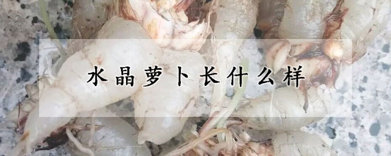 水晶蘿卜長什么樣