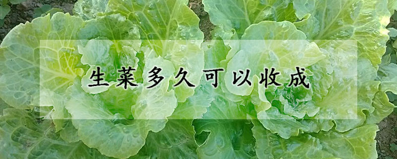 生菜多久可以收成