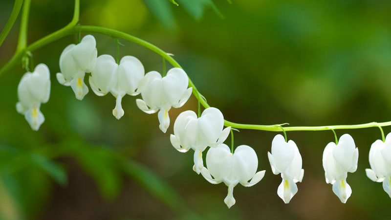 鈴蘭的花語(yǔ)和寓意,象征了什么