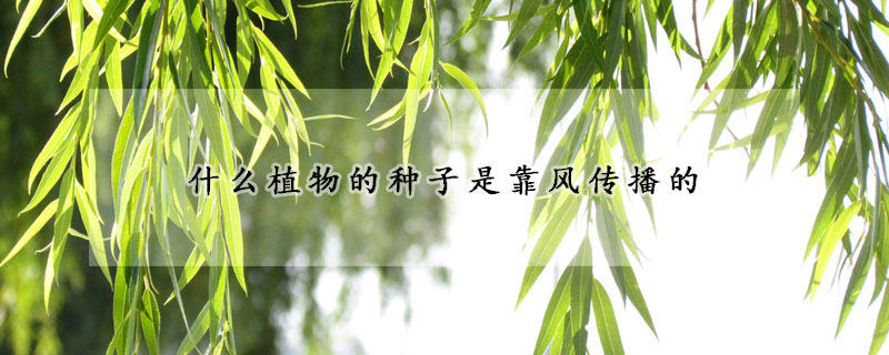 什么植物的種子是靠風傳播的