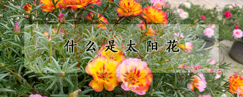 什么是太陽花