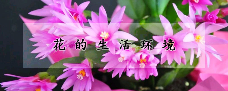 花的生活環(huán)境