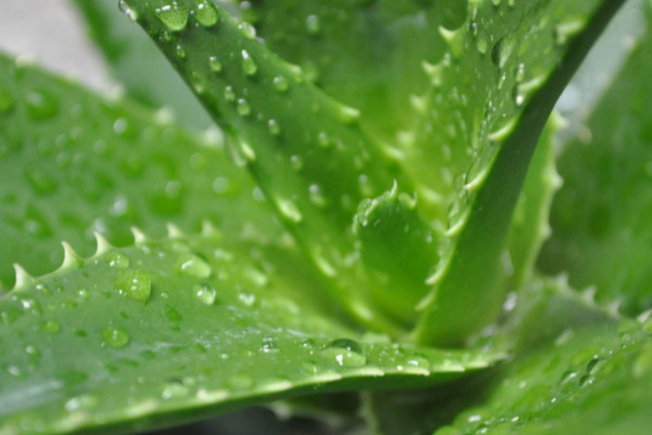 帶刺的植物風(fēng)水 帶刺的植物風(fēng)水怎么樣