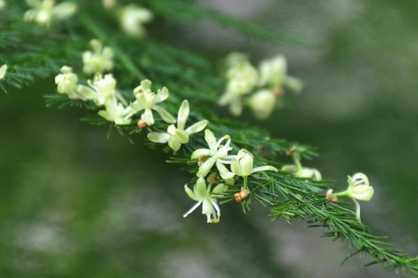 文竹開花象征著什么