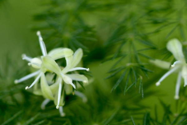 文竹開花象征著什么