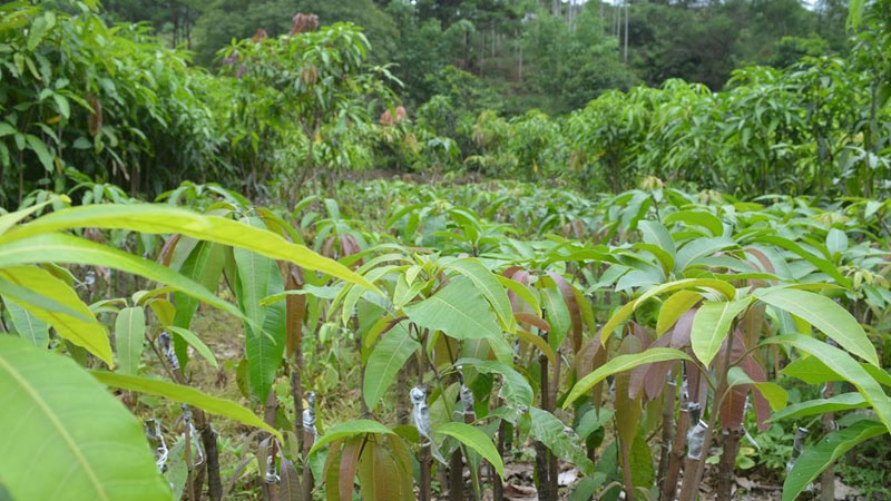 芒果樹苗的種植方法