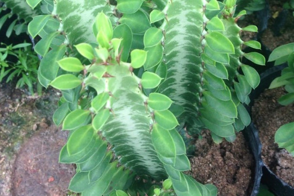 龍骨植物風水作用 龍骨植物的寓意