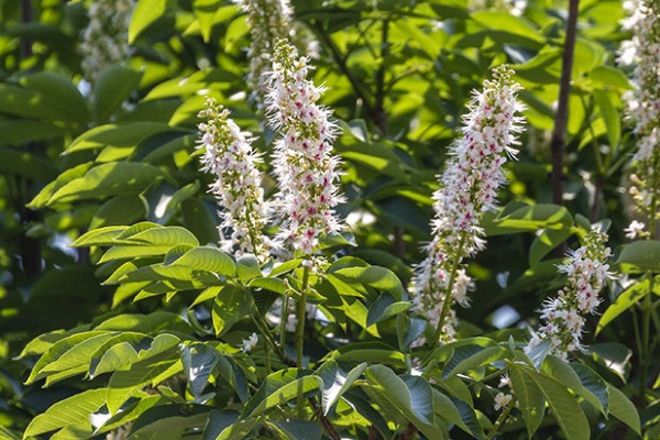 菩提樹怎么養才長得好