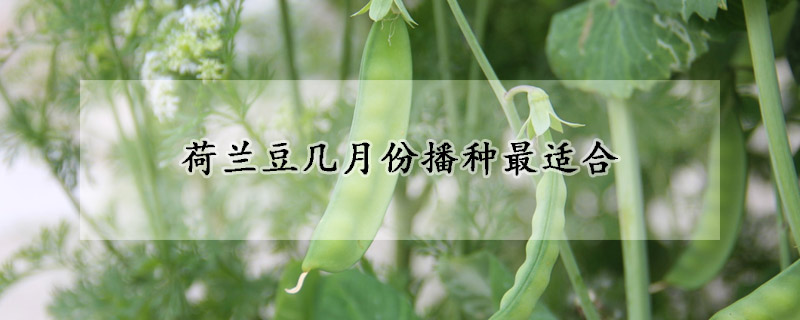 荷蘭豆幾月份播種最適合