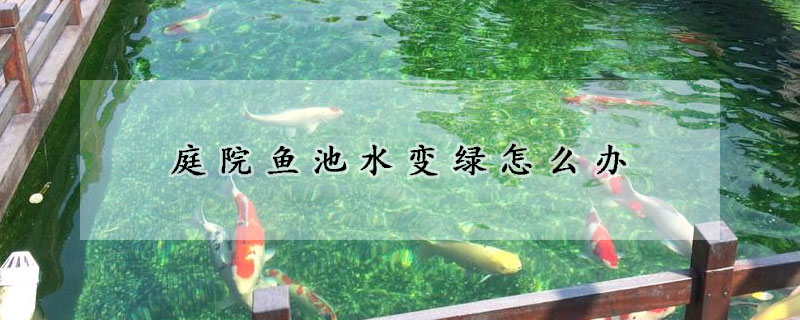 庭院魚池水變綠怎么辦