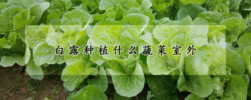 白露種植什么蔬菜室外