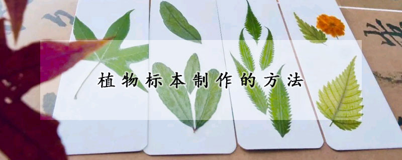 植物標(biāo)本制作的方法