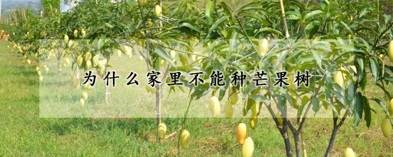 為什么家里不能種芒果樹