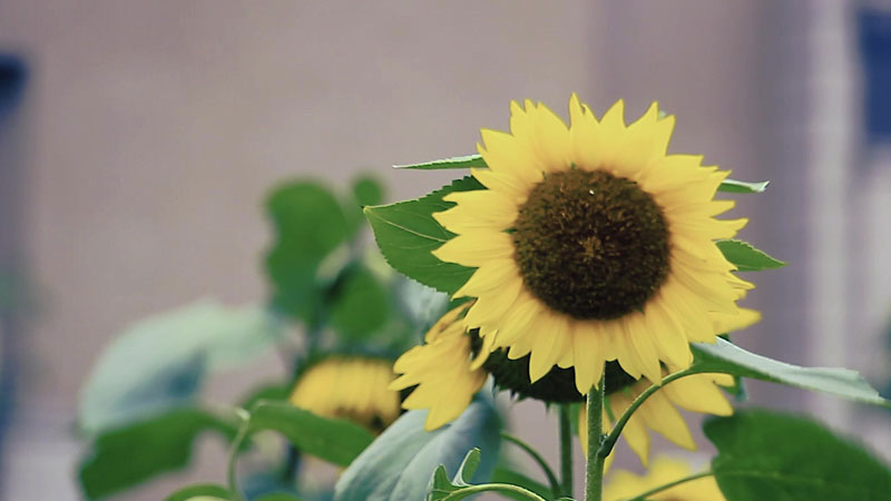 向日葵什么時(shí)間種植最好