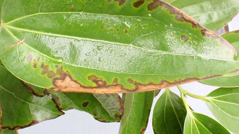 植物葉子發黃干枯是怎么回事