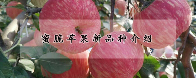 蜜脆蘋果新品種介紹