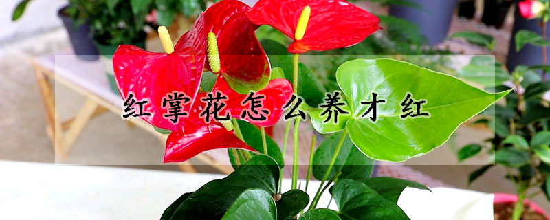 紅掌花怎么養(yǎng)才紅