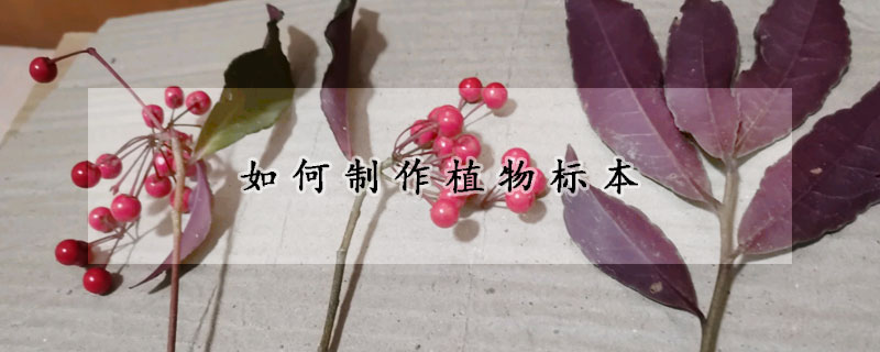 如何制作植物標本