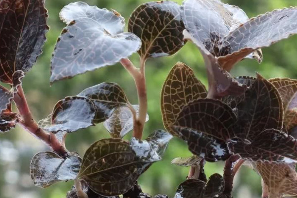 金線蓮的種植技術(shù)與管理