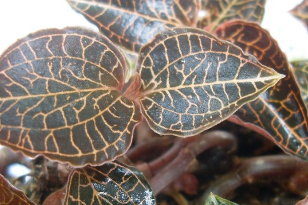 金線蓮的種植技術(shù)與管理