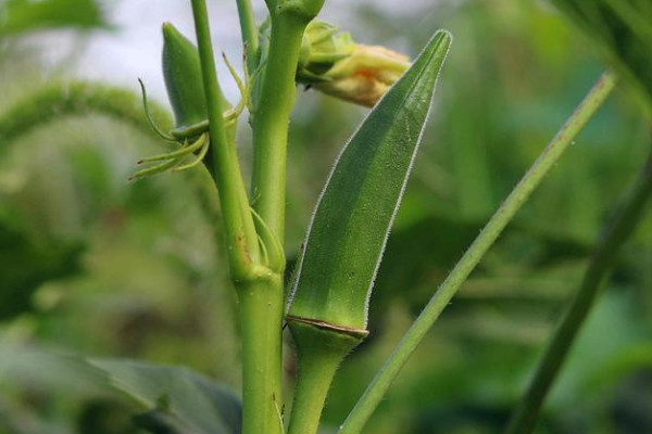 秋葵的種植方法和管理技術