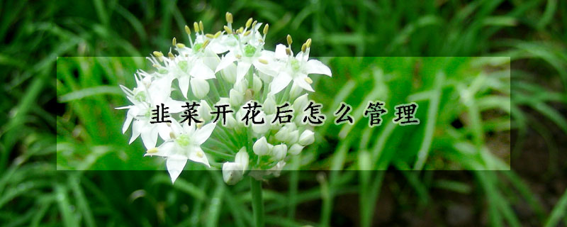 韭菜開花后怎么管理