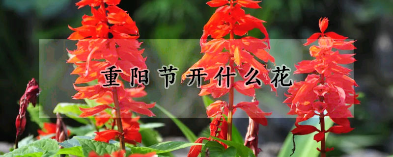 重陽節(jié)開什么花