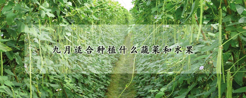 九月適合種植什么蔬菜和水果