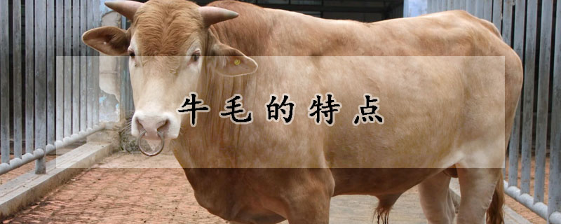 牛毛的特點(diǎn)